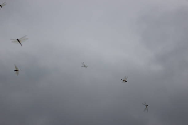 IN NATURE Lots of dragonflies fly over the rice fields when it's cloudy. These yellow dragonflies are probably as big as an adult's little finger, and their movements are very fast.