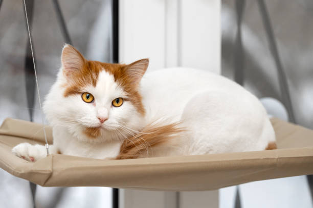 istock white cat lies in a hanging bed. 2020011333