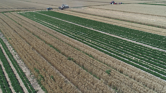 aerial view of hops field growing and getting ready by a farmer using a tractor.