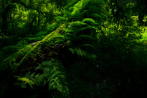 Green forest with fallen tree trunk covered with green moss, lichen and fern. Forest ecosystem. Biodiversity of cloud forest. Natural carbon sink. Green tree capture CO2. Sustainable green environment