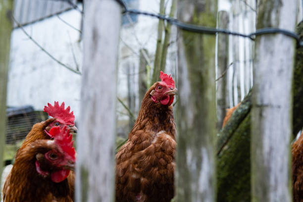 Chickens on a private farm. Chickens close up