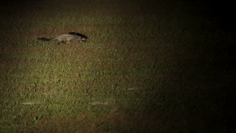 civet walking to searching their food in night, Night safari.