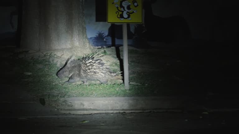 porcupine are walking to searching their food in night, Night safari.