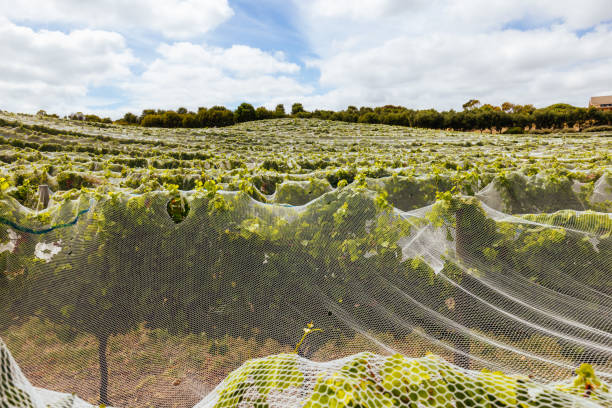 istock Vines on Mornington Peninsula in Australia 2020081213