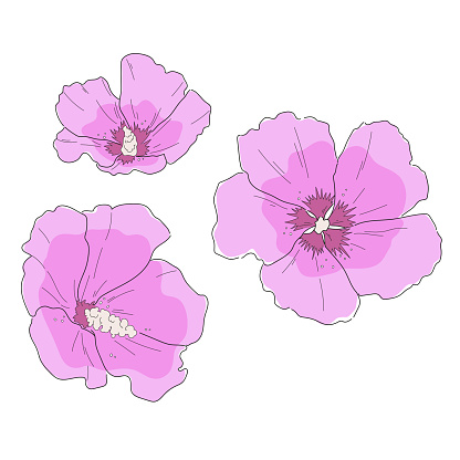 Rose of Sharon, Hibiscus syriacus. Hand-drawn sketch flower set. Vector line art illustration isolated on white background. Minimalist contour drawing. Template for the design, banner or print.