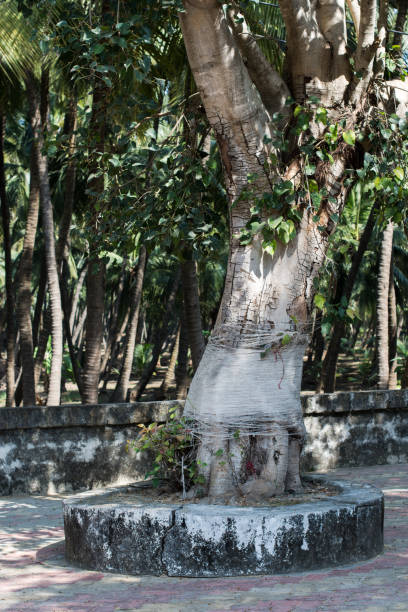 Old tree at village temple for worship gujarat india