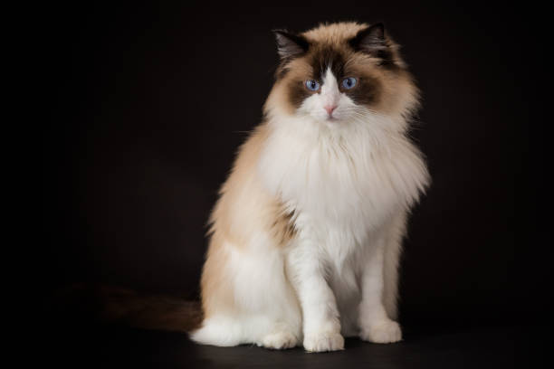 istock Beautiful young healthy Ragdoll cat on a black background. 2020096926