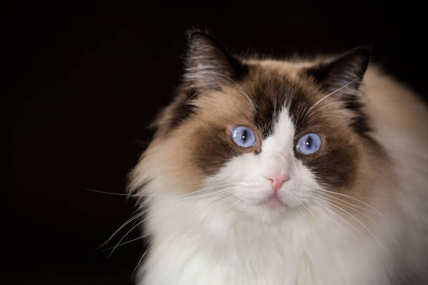 istock Beautiful young healthy Ragdoll cat on a black background. 2020097457