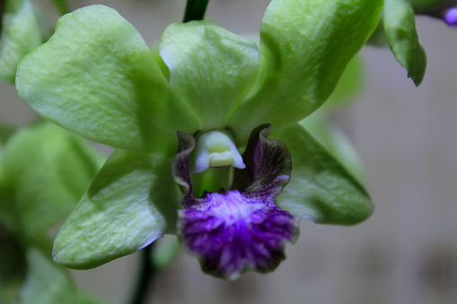 Close-up of the orchid in bloom. Flower and plant.