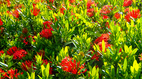 Close-up of Chinese ixora in the garden with green leaves. Flower and plant.