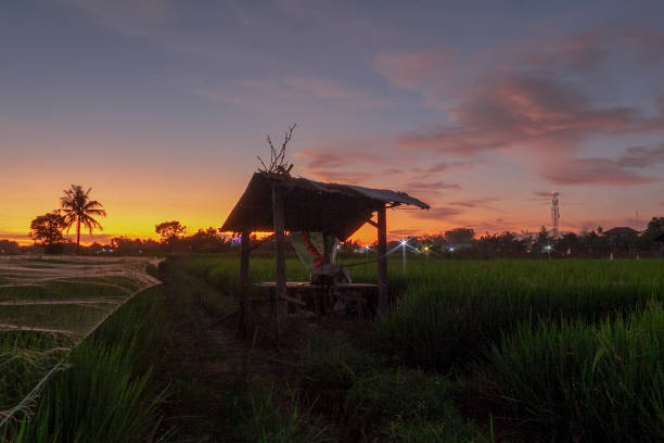 Green rice field with  golden sky