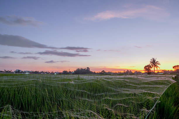 Green rice field with  golden sky