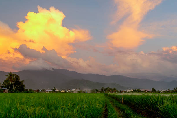 Green rice field with  golden sky