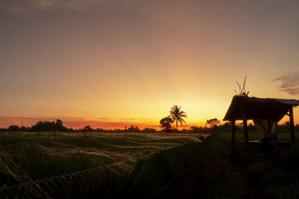 Green rice field with  golden sky