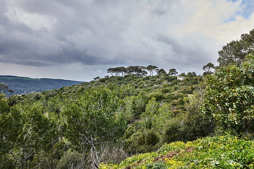 A stunning panoramic shot from the slopes of mount carmel in haifa, israel, showcasing a diverse mix of coniferous and deciduous trees against a dramatic backdrop of storm clouds.