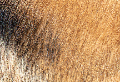 Dog fur as a background. Texture of a dog's fur.