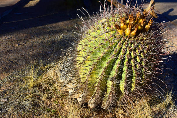 Arizona Barrel Cactus Ferocactus wislizenii in early spring sonora desert Arizona