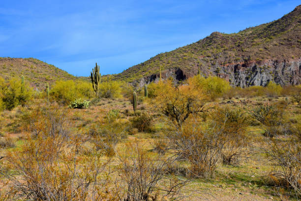 istock Salt River Recreation Area Arizona 2020148427