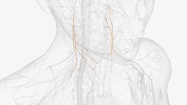 The ansa cervicalis is a loop formed by muscular branches of the cervical plexus formed by branches of cervical spinal nerves C1-C3