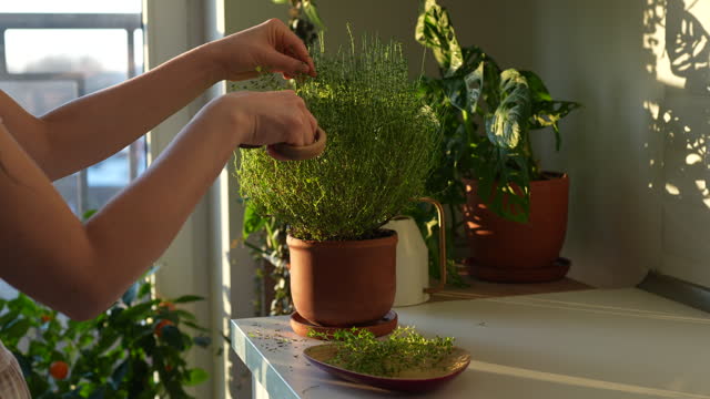 Woman cutting fresh sprig of home grown thyme herb for cooking with scissors close up