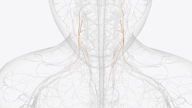 istock The ansa cervicalis is a loop formed by muscular branches of the cervical plexus formed by branches of cervical spinal nerves C1-C3 2020157648