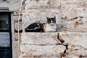 sleeping Greek cat on a wall in Folegandros, Cyclades, Greece