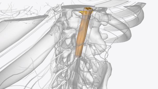 istock The central nervous system is the brain and spinal cord, while the peripheral nervous system consists of everything else 2020160401