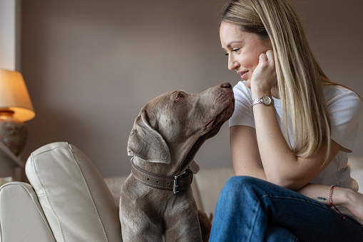 A girl plays and communicates with her Weimaraner dog in the apartment.