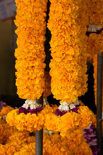 African marigold garlands are used for Buddhism and Hinduism religion spiritual prayers.