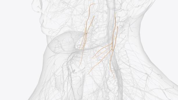istock The ansa cervicalis is a loop formed by muscular branches of the cervical plexus formed by branches of cervical spinal nerves C1-C3 2020174005