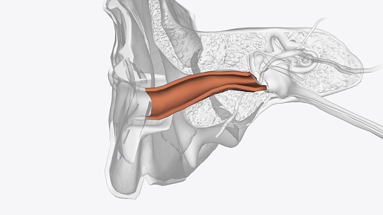 The ear canal, or auditory canal, is a tube that runs from the outer ear to the eardrum 3d illustration