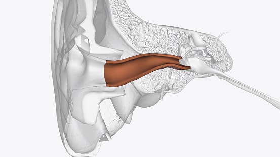 The ear canal, or auditory canal, is a tube that runs from the outer ear to the eardrum 3d illustration