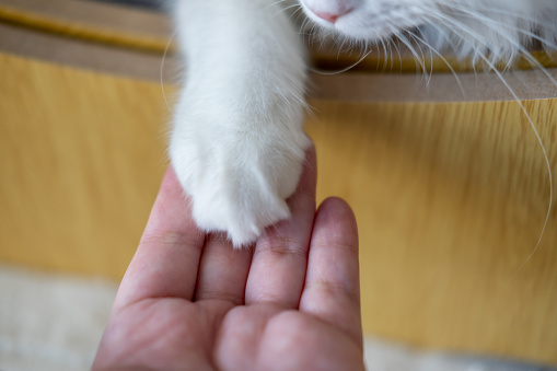 White, fluffy cat paw on human hand