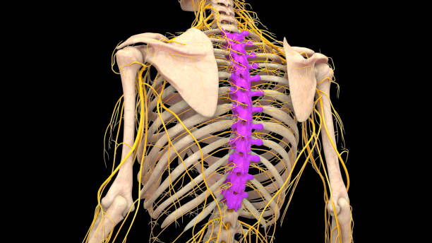 Spinal Cord Vertebral Column Thoracic Vertebrae of Human Skeleton System Anatomy