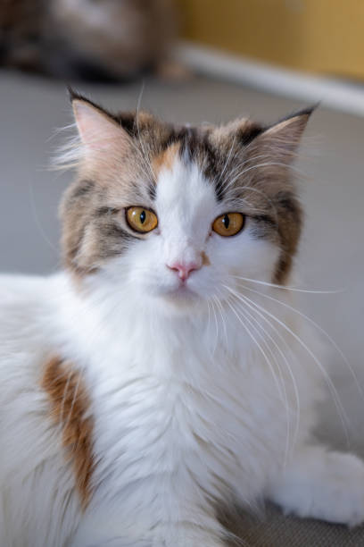 istock Close up of cute fluffy white cat looking at the camera. Mixed breed cat between Maine Coon and Scottish Fold. 2020184880
