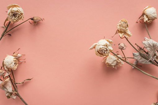 Dried flowers on peach fuzz color background. Withered mini roses with copy space. Sad love concept. Memories of love. Nostalgia concept. Romantic lifestyle. Dying flowers. Dead bouquet.