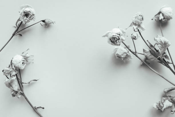 inside black and white roses flower bouquet on line and blur roses background, nature, template, banner, copy space