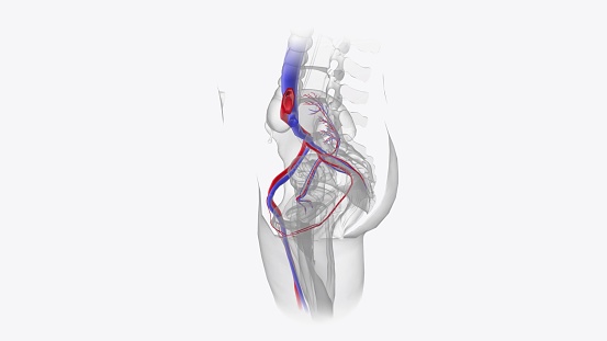 Digital medical illustration: Anterior (front) x-ray view (orthogonal) of human elbow. Featuring:
