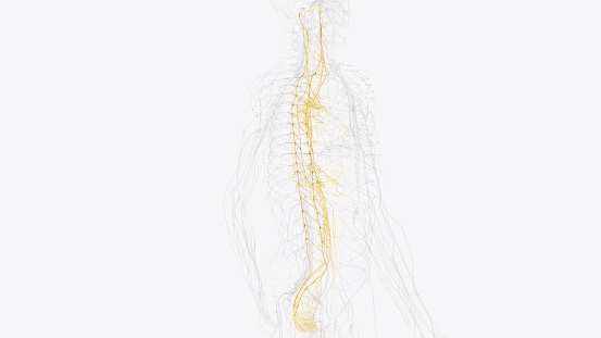 The autonomic nervous system is a component of the peripheral nervous system that regulates involuntary physiologic processes including heart rate 3d illustration