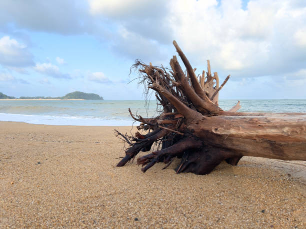 istock A large weathered piece of driftwood sits on a sandy beach. 2020193017