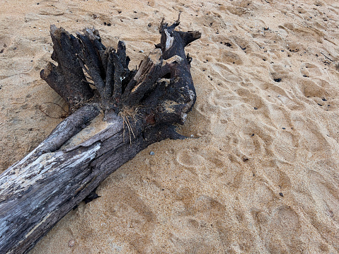 A weathered tree stump rests on a sandy beach. The stump is large and gnarled, with its bark peeling away in some places.