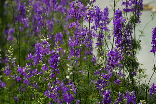 Close-up of purple Viola odorata flower