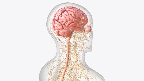 The central nervous system is the brain and spinal cord, while the peripheral nervous system consists of everything else 3d illustration
