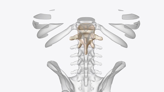 As the first vertebra in the lumbar region, the L1 vertebra bears the weight of the upper body and acts as a transition between the thoracic and lumbar vertebrae 3d illustration