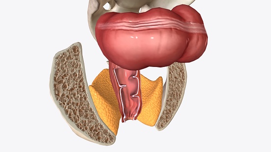 The anal canal is the final segment of the gastrointestinal tract, extending between the rectum and the anus 3d illustration