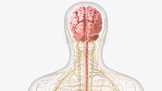 The central nervous system is the brain and spinal cord, while the peripheral nervous system consists of everything else