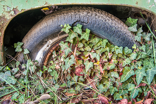 Flat tire of abandoned car and ivy plant