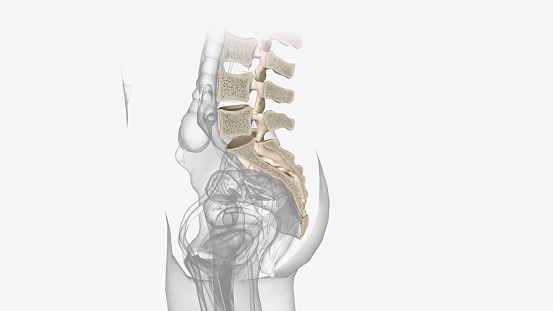 axial skeleton is made up of the 80 bones within the central core of your body 3d illustration