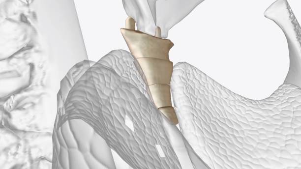 istock The coccyx is a triangular arrangement of bone that makes up the very bottom portion of the spine below the sacrum 2020204222