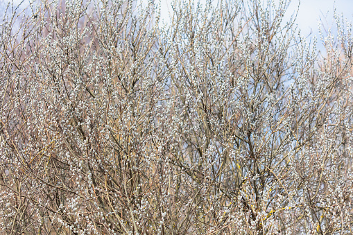 early spring willow catkins on white background